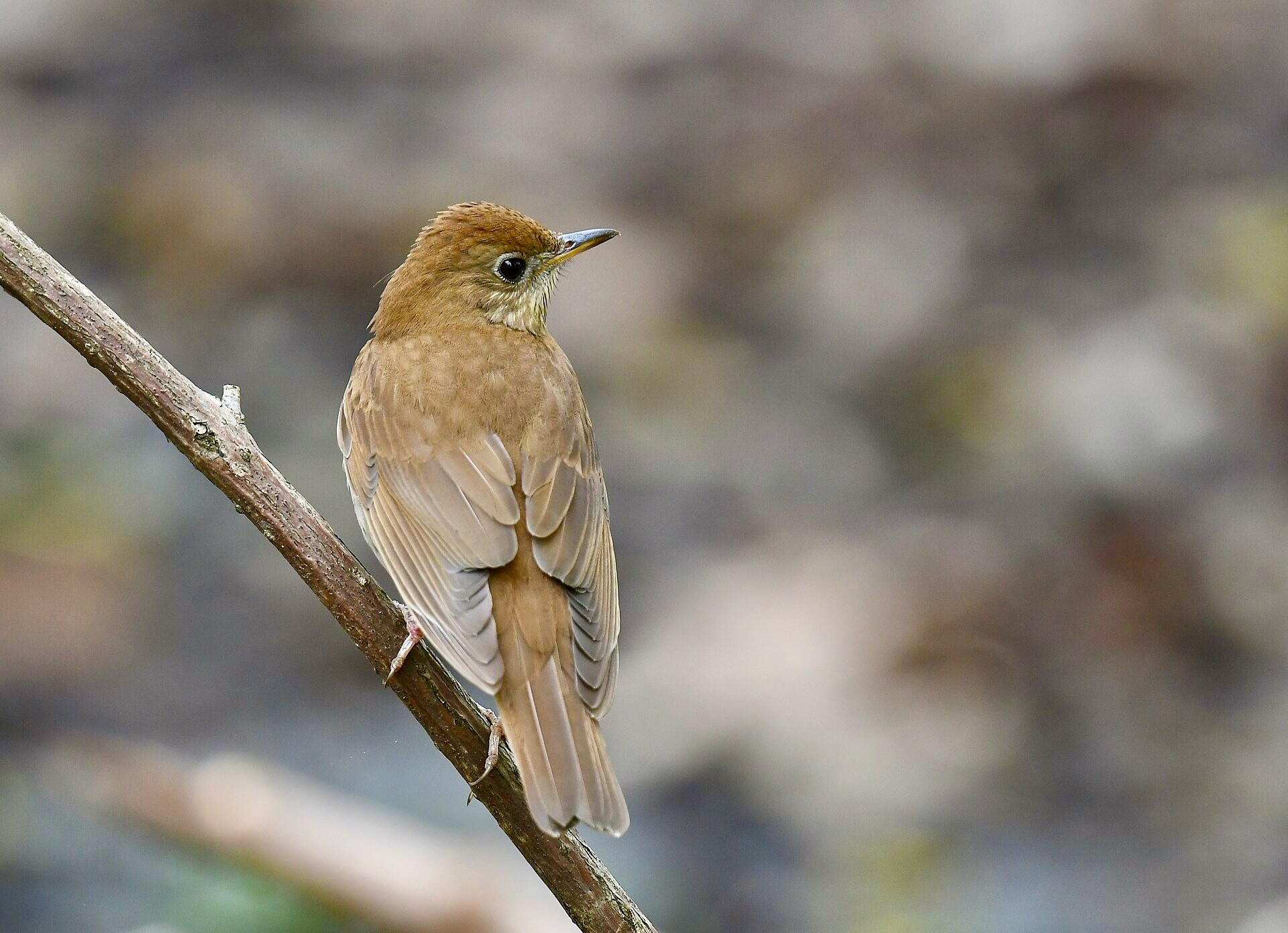 Veery by Wildreturn is licensed under CC BY 2.0